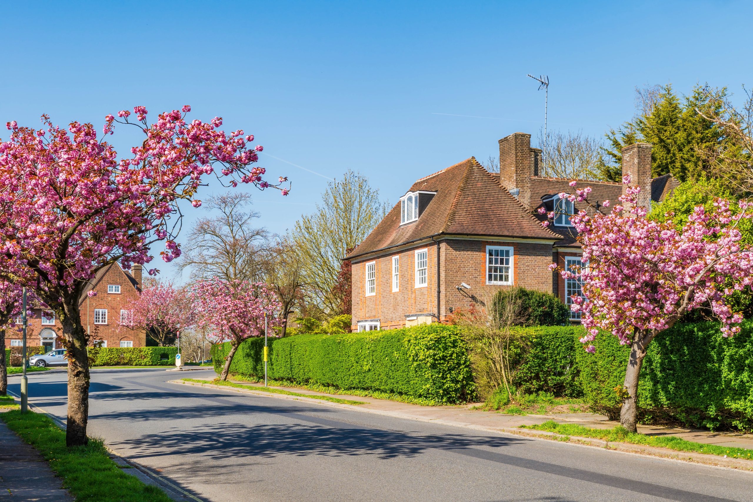 A quiet residential street lined with blooming pink cherry blossom trees and neatly trimmed green hedges. Traditional brick houses with tiled roofs sit behind the trees under a clear blue spring sky.